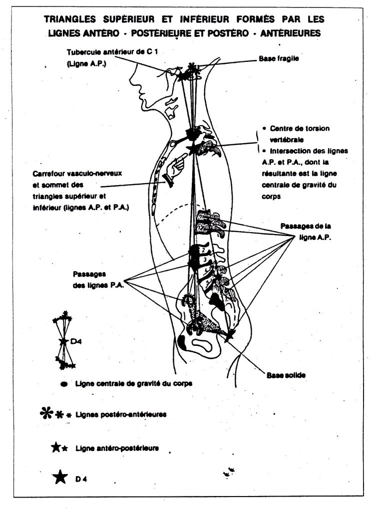 CÓMO FUNCIONA LA OSTEOPATIA 3: POLÍGONOS DE FUERZA