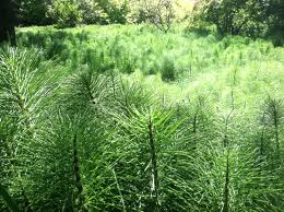 Cola de Caballo (Equisetum Arvense)